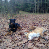 Lassie....sobotní norování