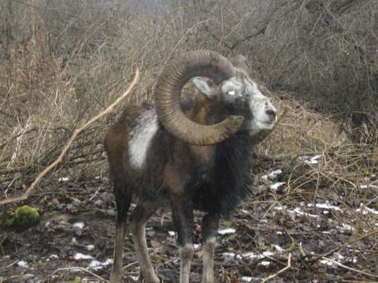 Mufko