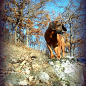 Hanoverka :)
