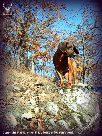 Hanoverka :)