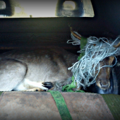 odchitený vlastnými rukami