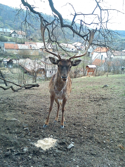 Kuk