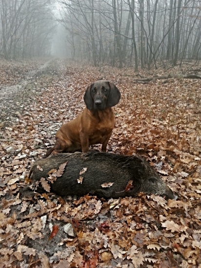 Uspešná dohladávka
