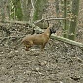 Pozorovací Postoj