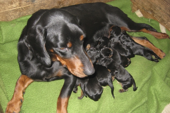 KENDY so šteniatkami