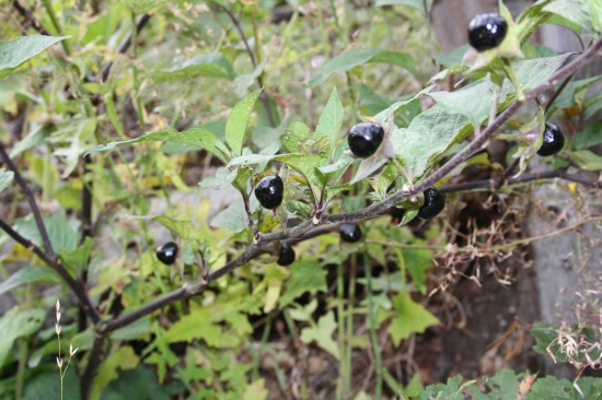 Ľuľkovec zlomocný