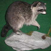 mýval severní
