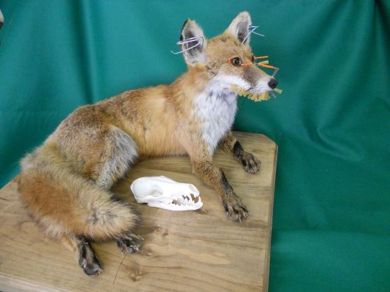 Mladá liška, těsně po preparaci