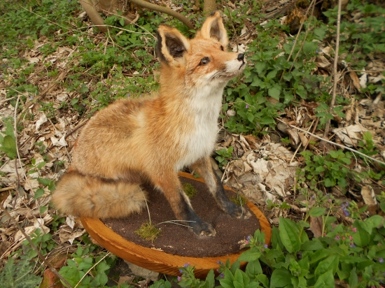 liška