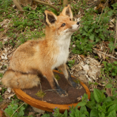 liška