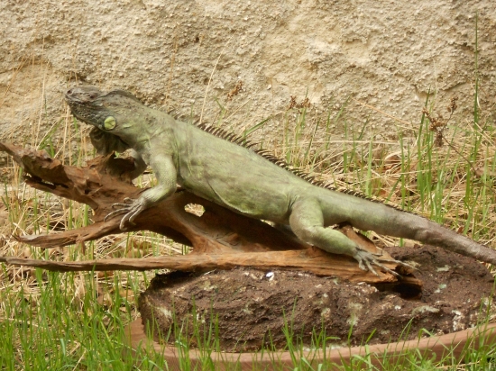 leguán