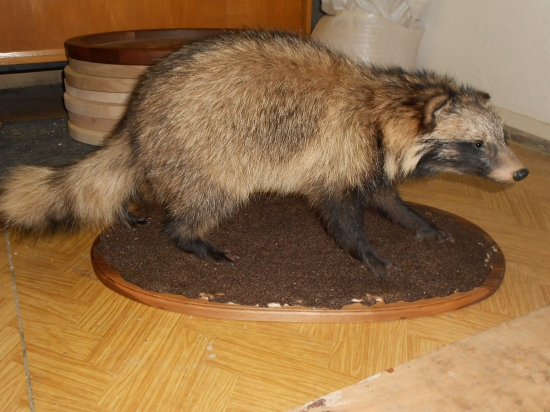 psík mývalovitý