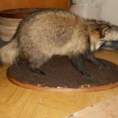 psík mývalovitý