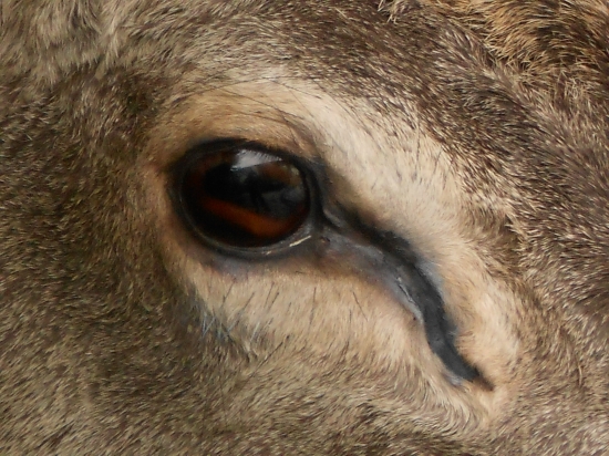 detail