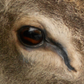 detail