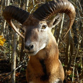 muflon