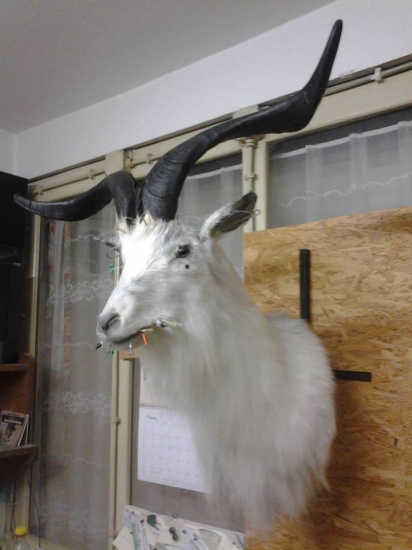koza karpacká v procesu fixace.