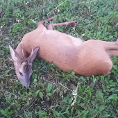 Kamaratovi sa podarilo