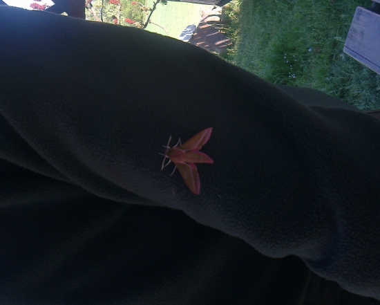 čo je to za motyľa???