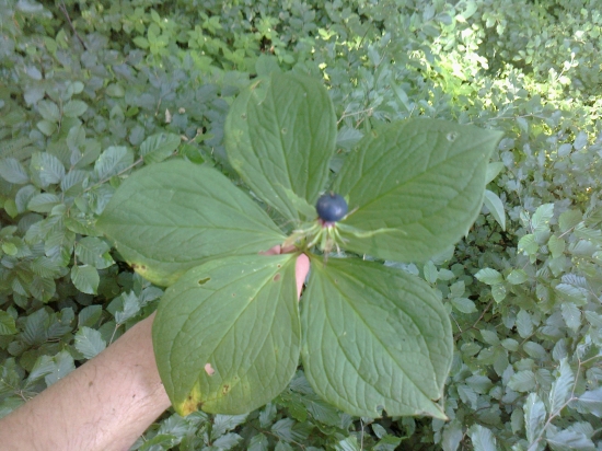 vranovec štvorlistý s piatimi listami