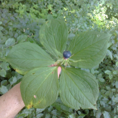 vranovec štvorlistý s piatimi listami