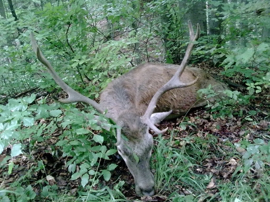detaili dohladaného Jeleňa