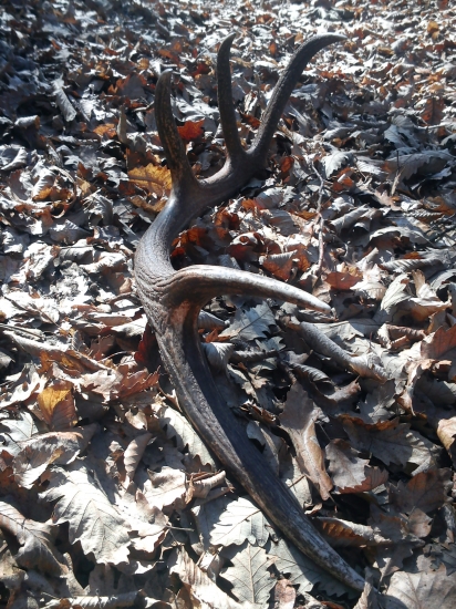 Dnešný 10 torak (2,3kg)