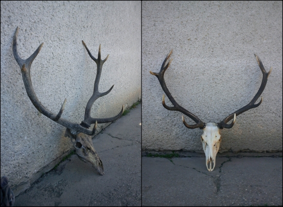 uhyn  po vyčistení