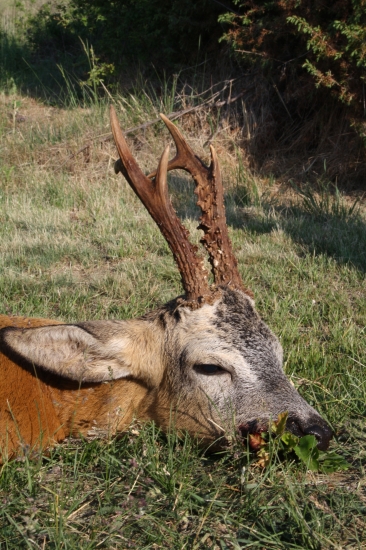 dnešné úspešné ráno :)