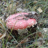 Potvora