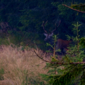 bezproblémový jedinec