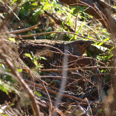 hluchanica na hniezde