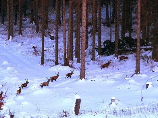 mladíci odchádzajú na večeru