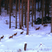 mladíci odchádzajú na večeru