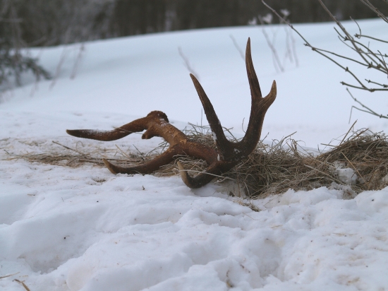 ten ktorého v ruji márne hladáš