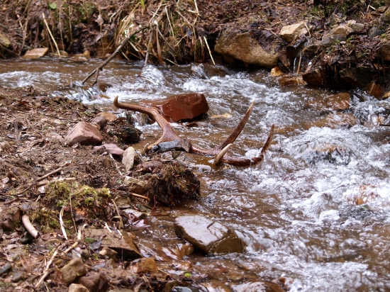 z jeleňa smädného