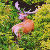 prekvapený grošovaný