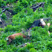 medzi dvoma búrkami