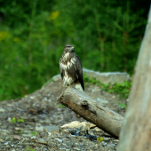 ja si čakám na líšku on na myšku:)