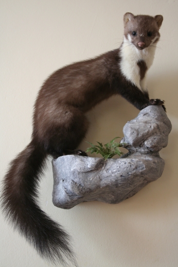 šelmička