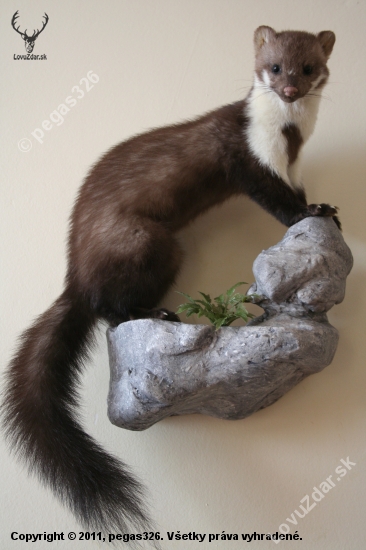 šelmička