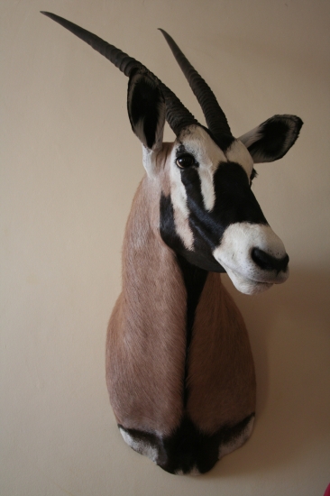 oryx