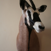 oryx