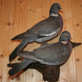 holúbkovia