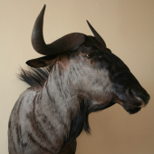 pakon