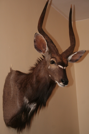 Nyala