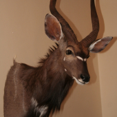 Nyala