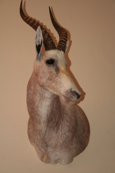 Blesbok