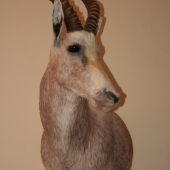 Blesbok
