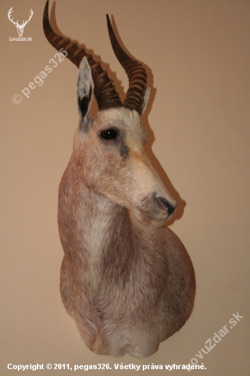 Blesbok